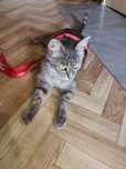 Кошка Тучка ищет дом