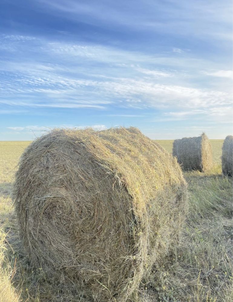Продам сено рулон