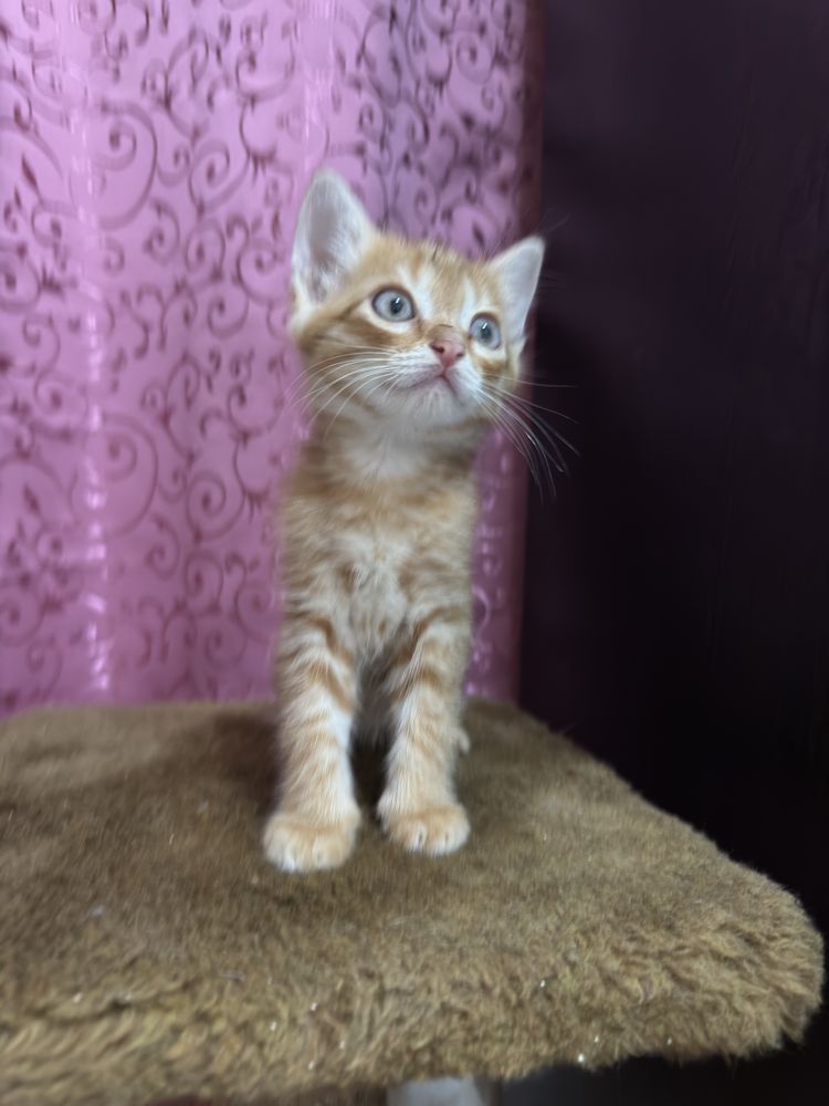 Котенок ищет семью