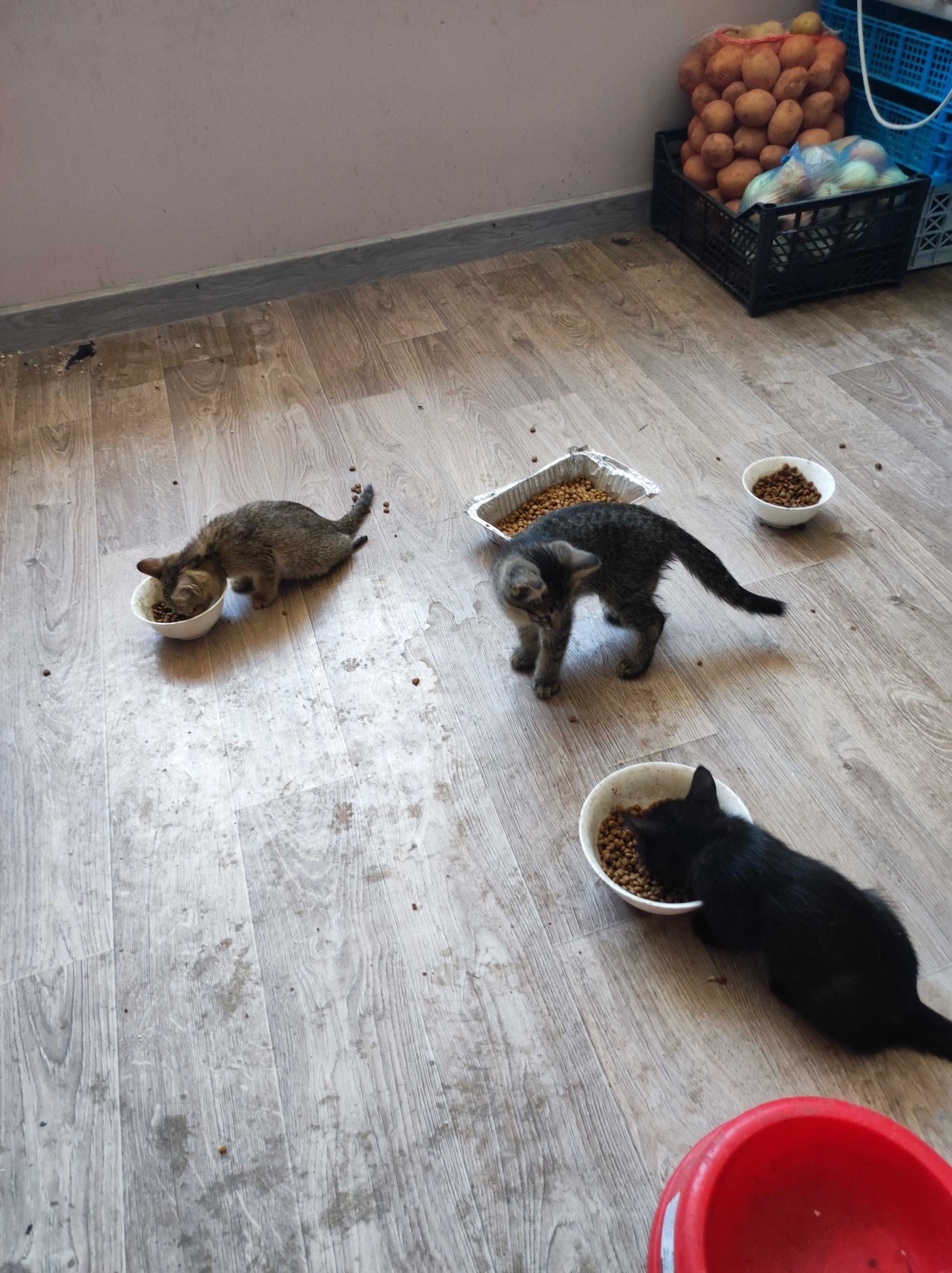 Отдам бесплатно в добрые руки милых Котят