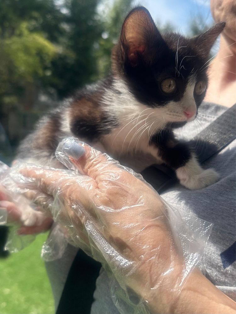 Котенка в надежные руки