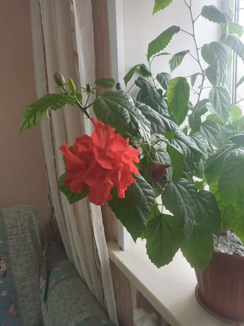 Продам гибискус.