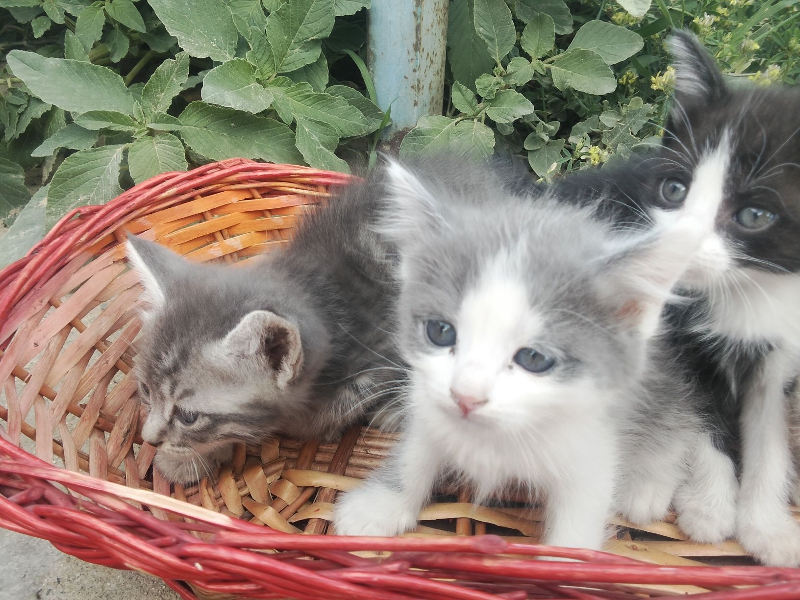 Марғау,мысық,котята даром. Тегін
