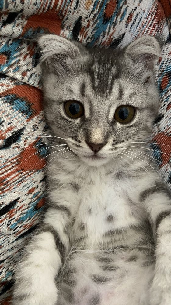 Котята Мысыктар 2 и 4 месяцев