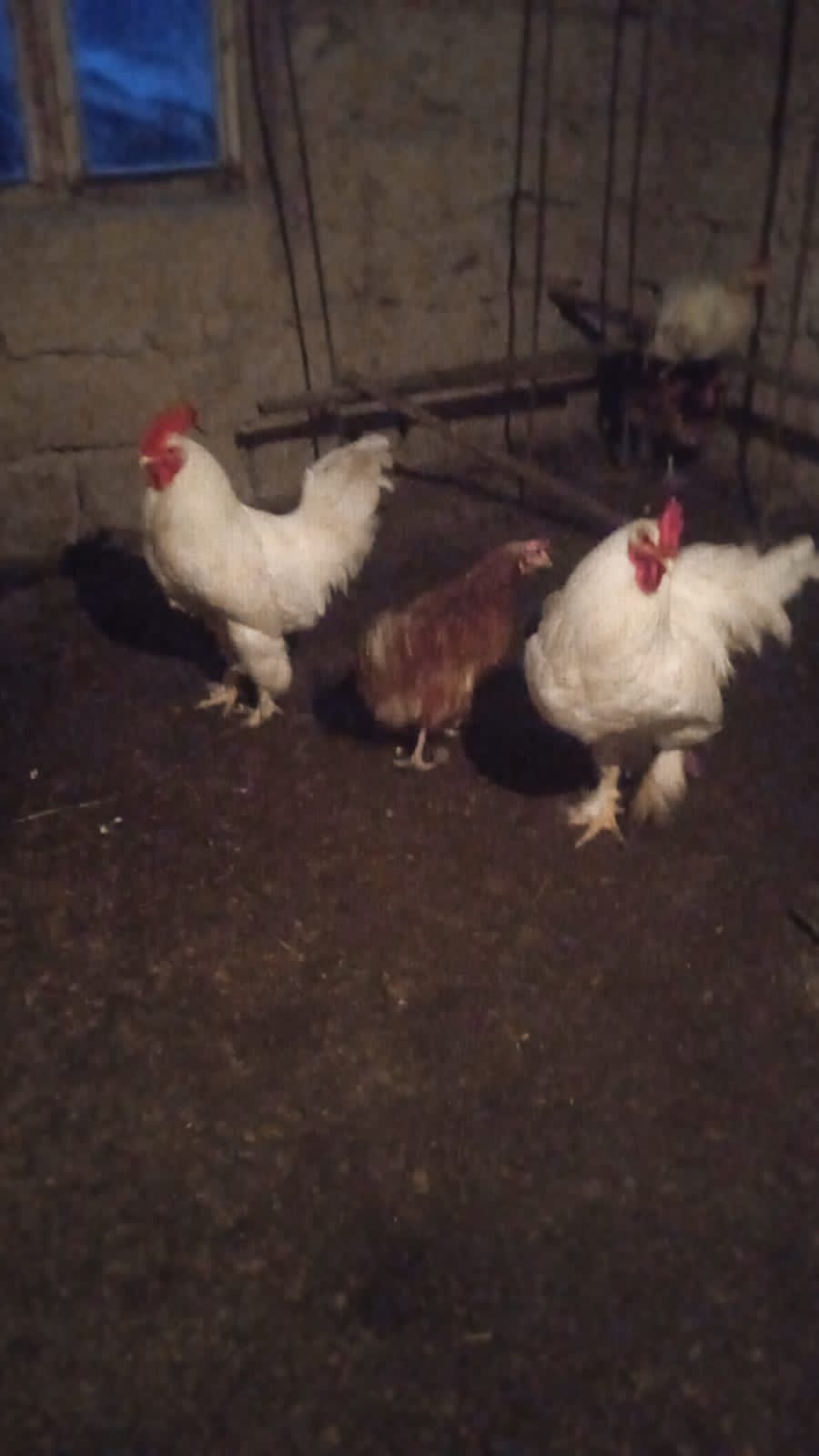 Продам двух молодых петухов.
