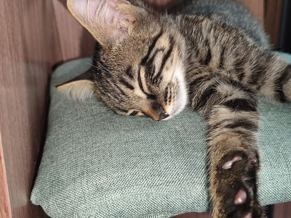 Котёнок в добрые руки