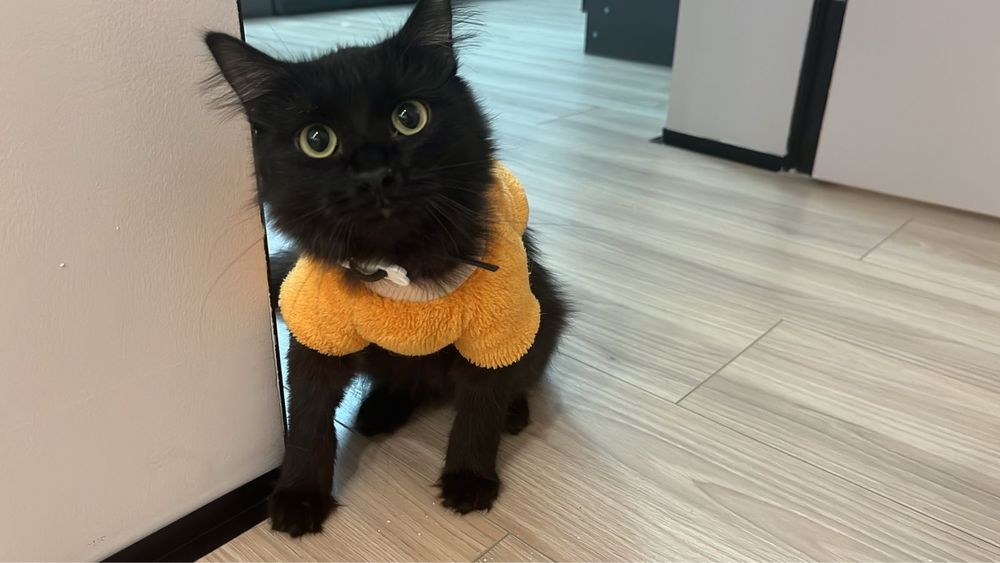 Отдам кошку бесплатно