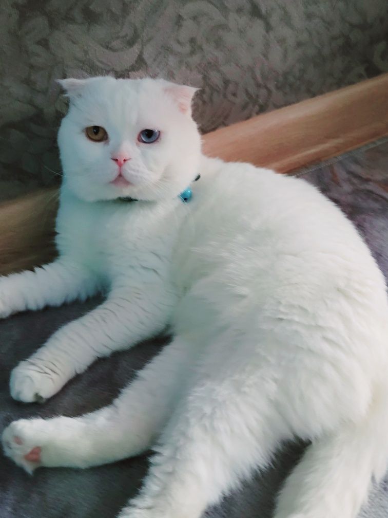 Вязка кот шотландский вислоухий с большим опытом