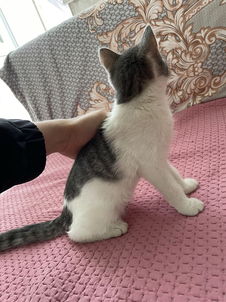Котенок (девочка)