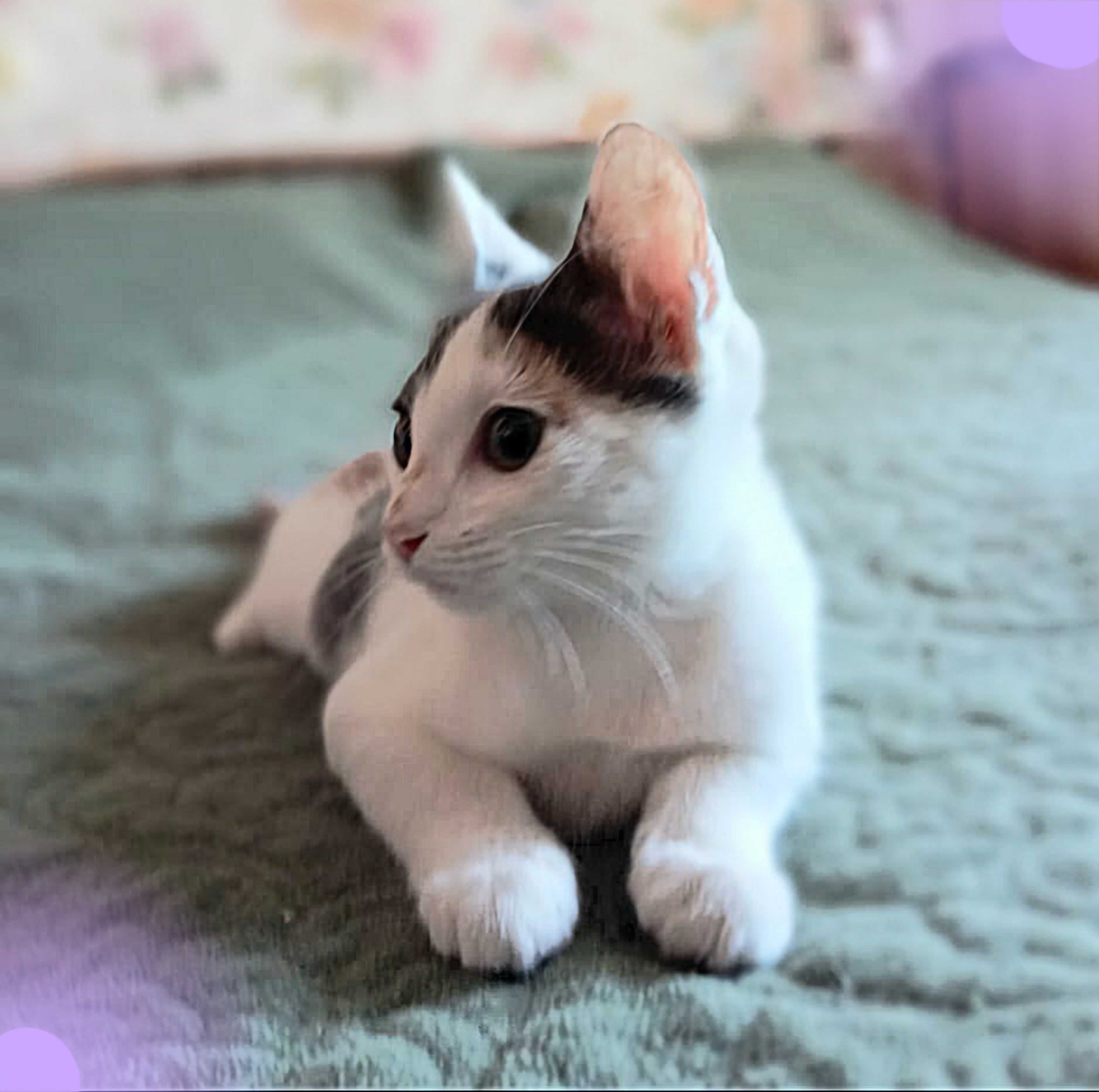 Котёнок Эльза ищет ответственных котородителей