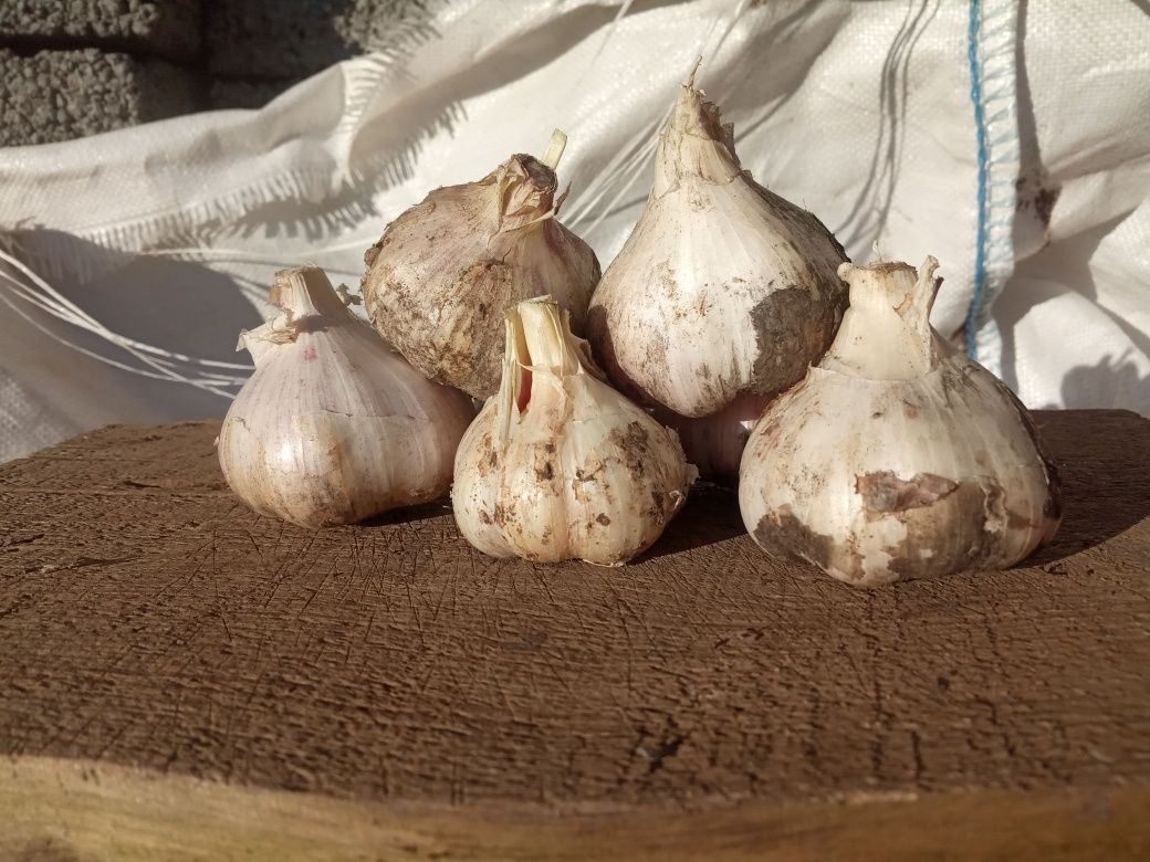 Продам чеснок домашний