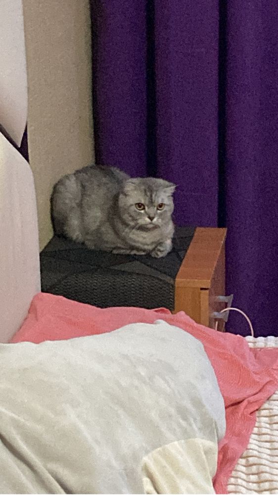 отдам породистую кошку бесплатно