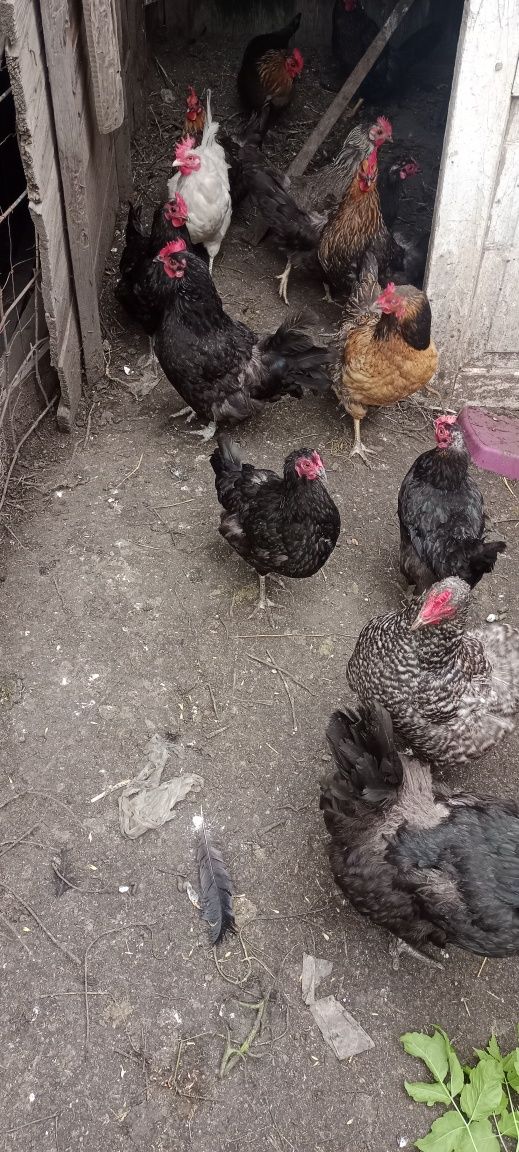Продам черных курей