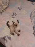 Продам породистый котенок мальчик шатландец