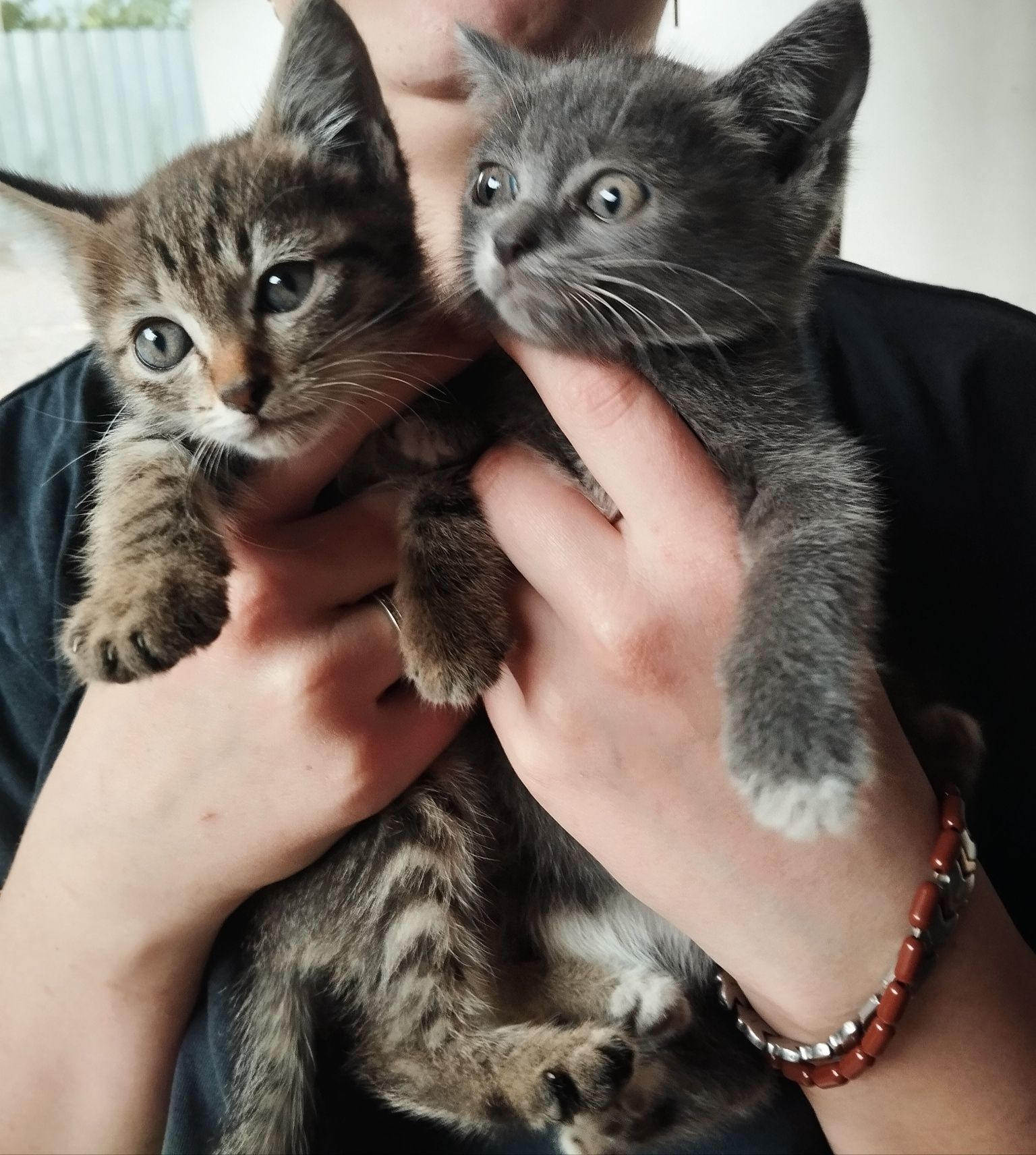 Отдам котят в добрые руки :3