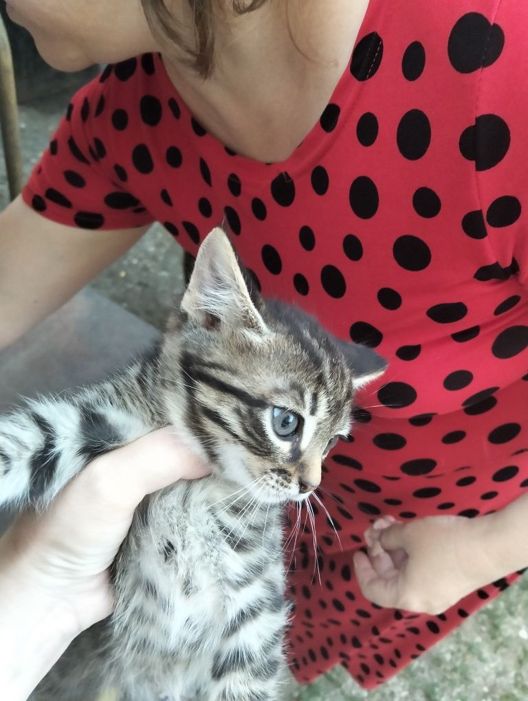 Отдам котят добрые руки