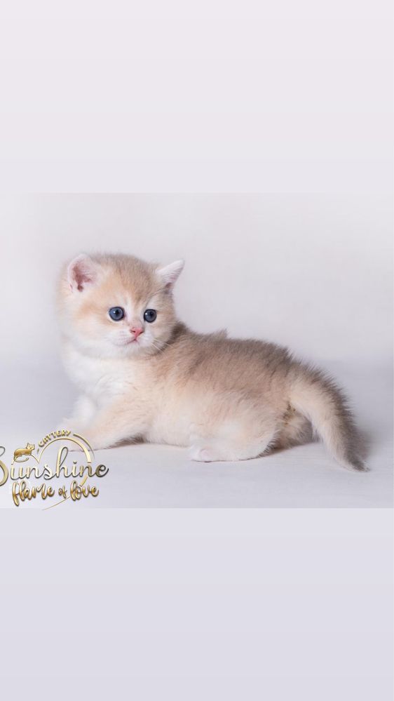 Котятки шиншилловые британские