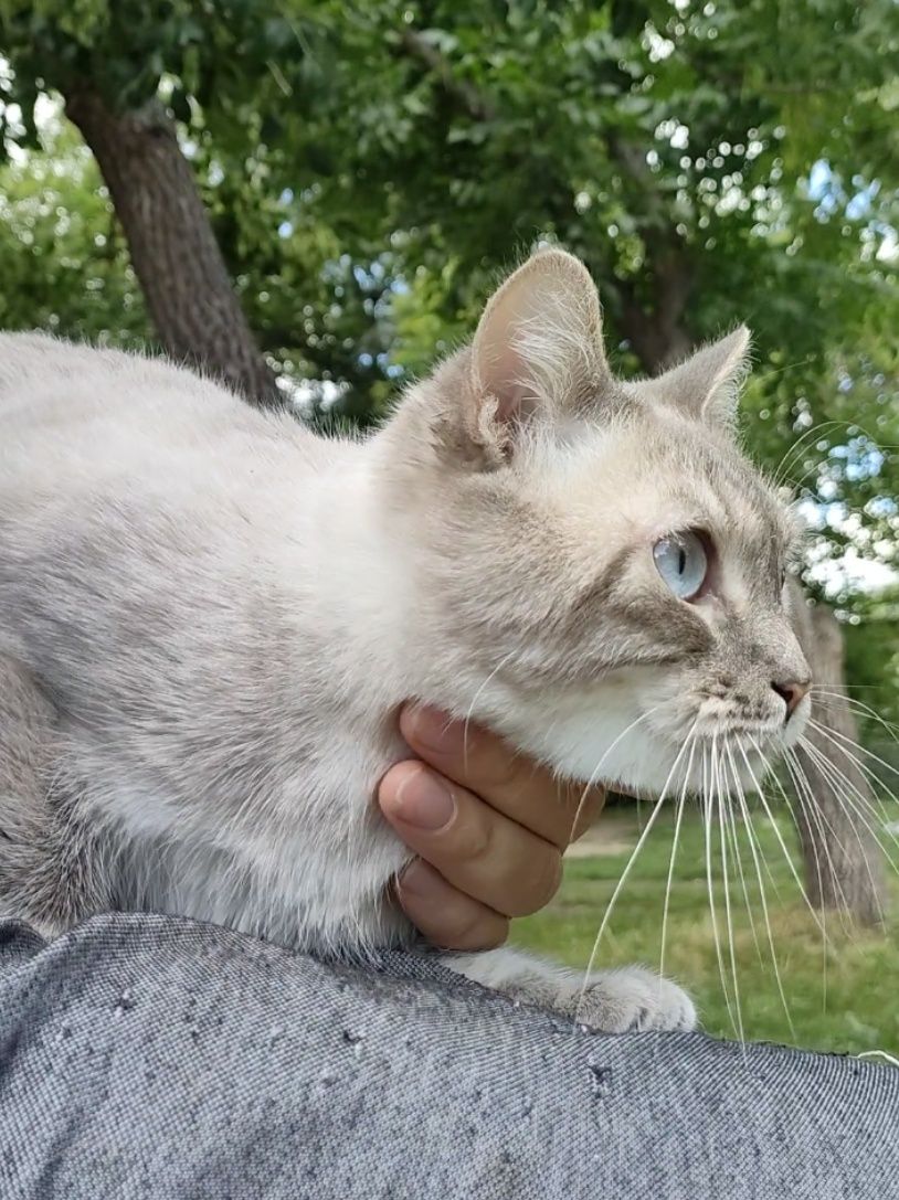 Кошка, полупородистая, стерилизованная.