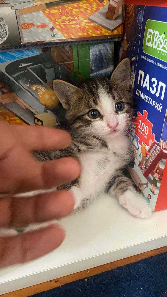 Отдам котят в добрые руки