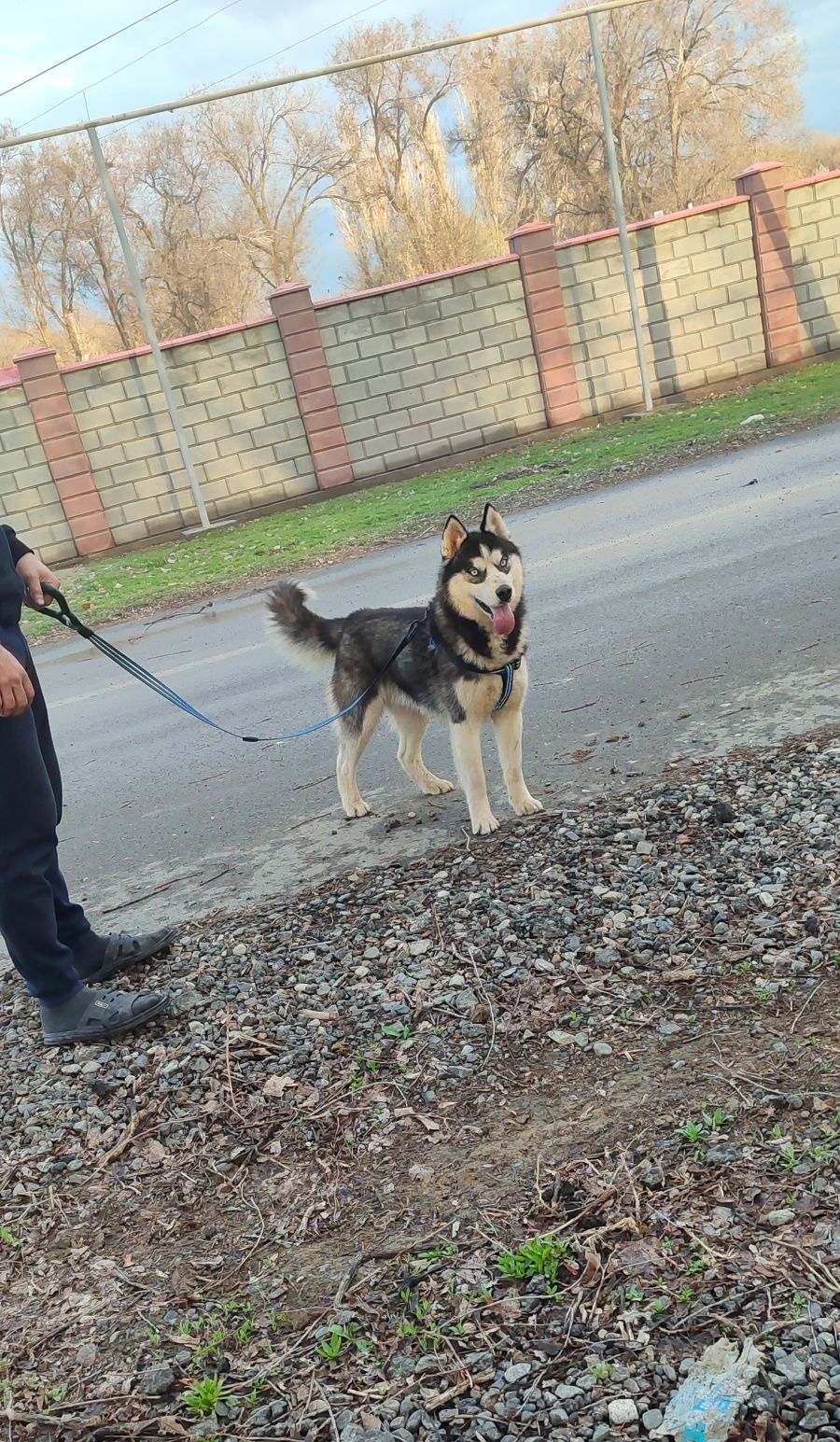 Продам щенков хаски