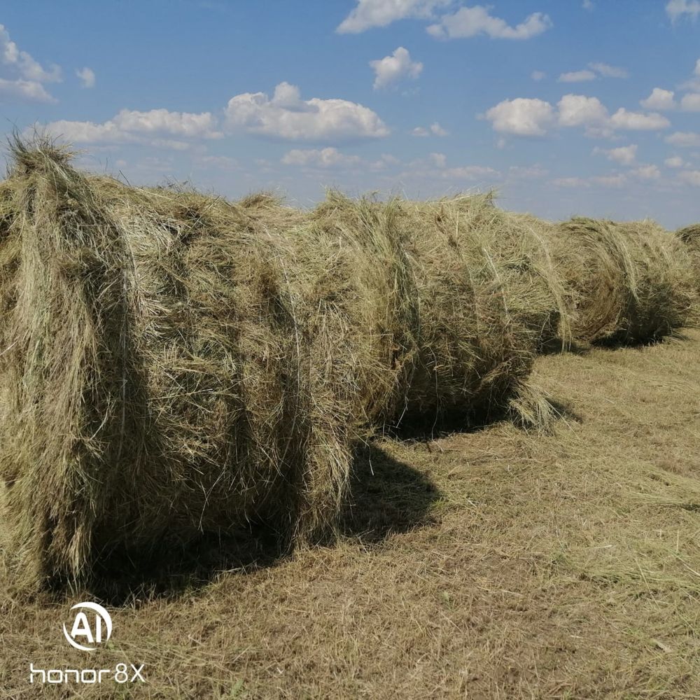 Продам сено в рулонах