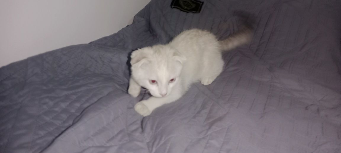 продам котёнка СРОЧНО,девочка
