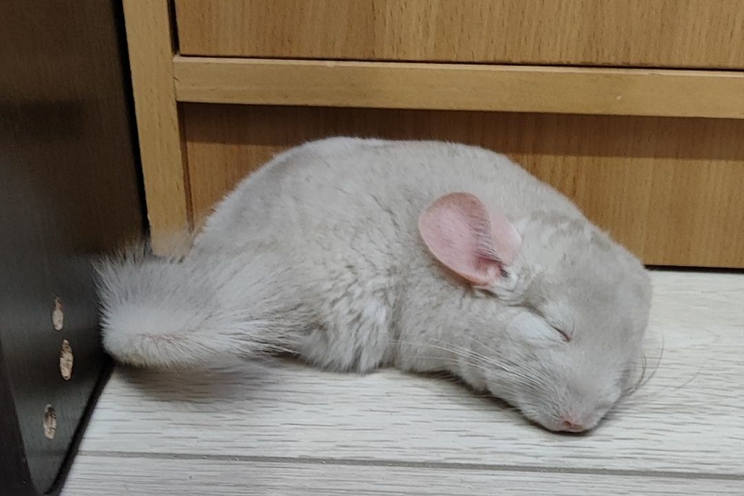 Продаются милые шиншиллы