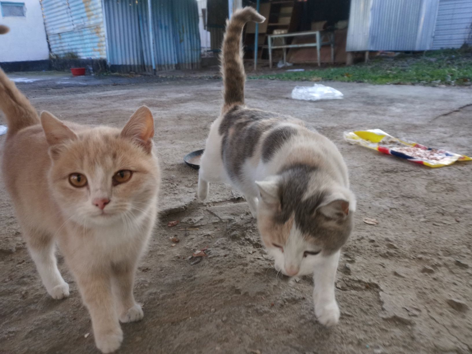 СРОЧНО Отдам бесплатно 3-х месячных котят (мальчиков и одну девочку).