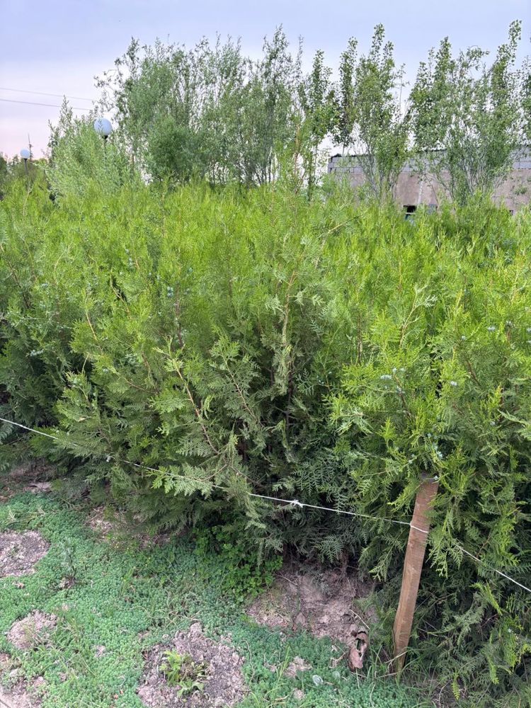 Туя 1,20-1,80 м