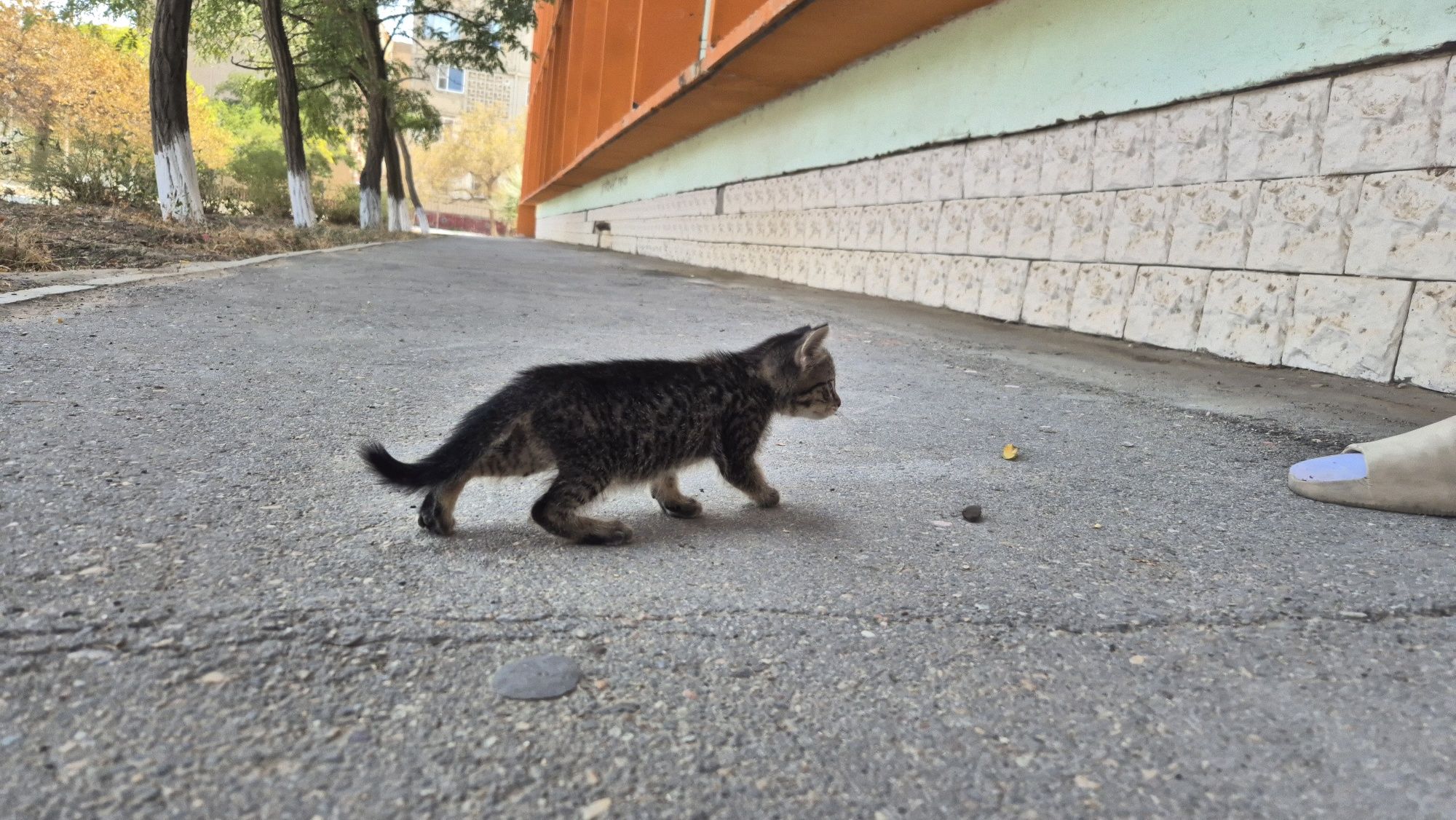 Котенок ищет добрые руки