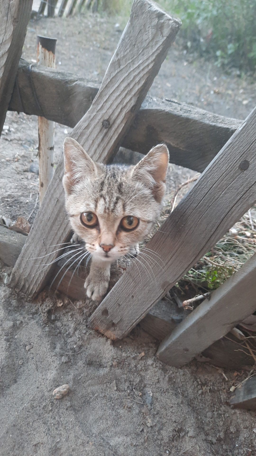 Отдам котенка,девочка