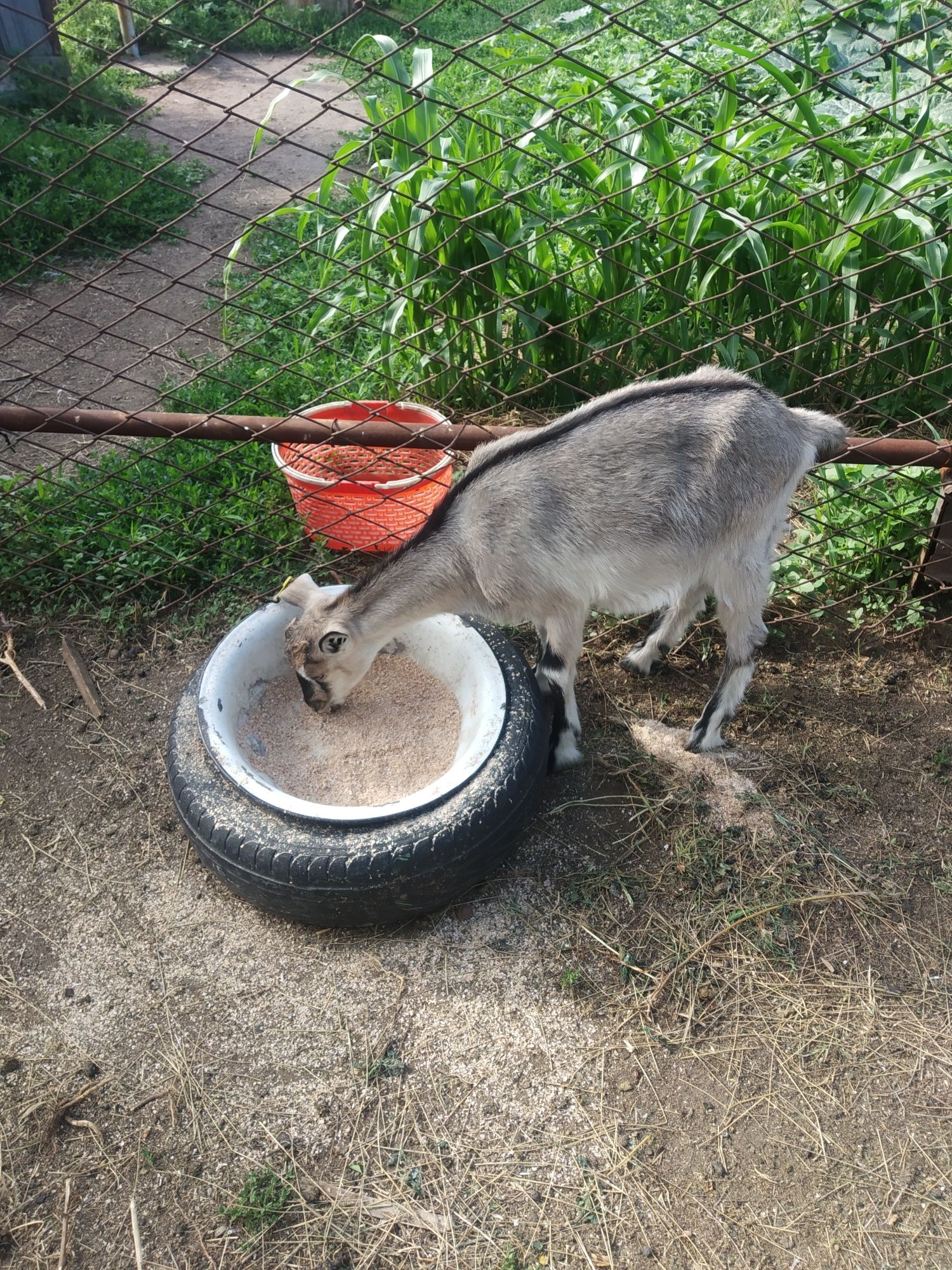 Продам коз альпийских