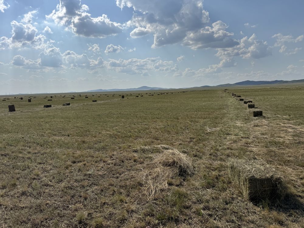 Сено в тюках (житняк) разнотравие