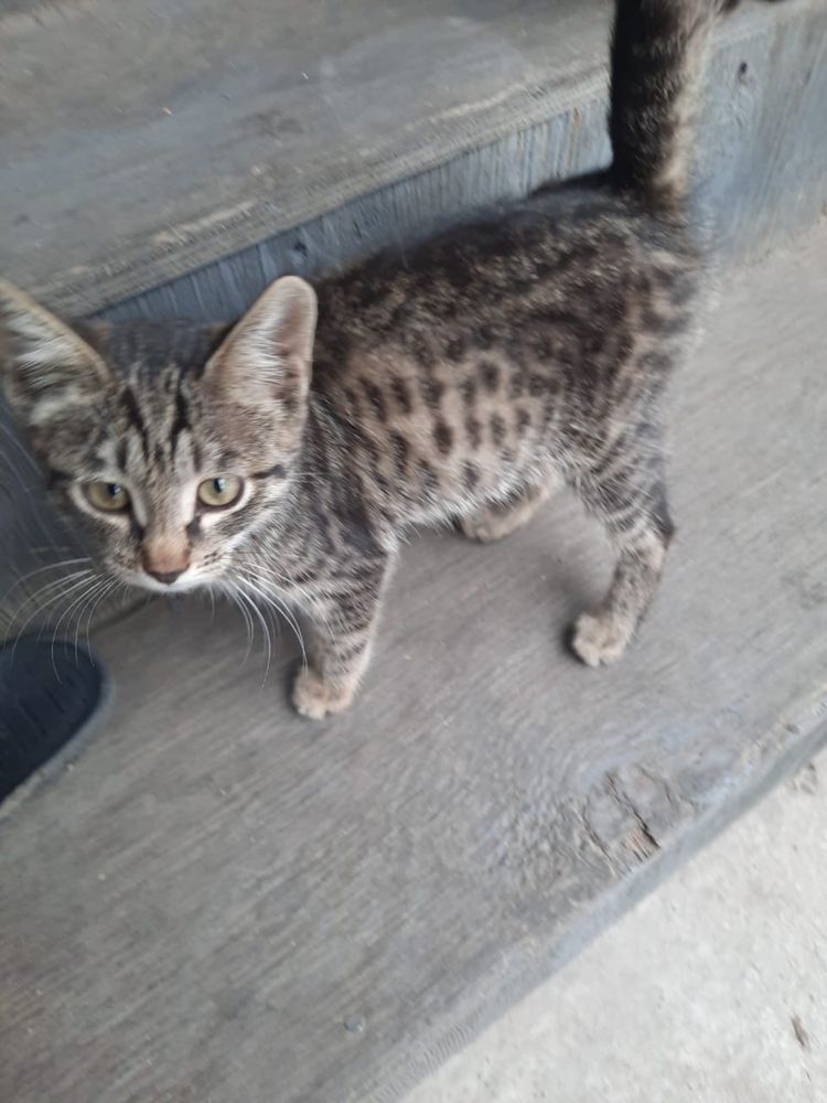 Котята отдам бесплатно