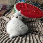 Продаются котята