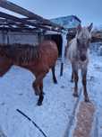 Продам лошадей красный 350,серый 220