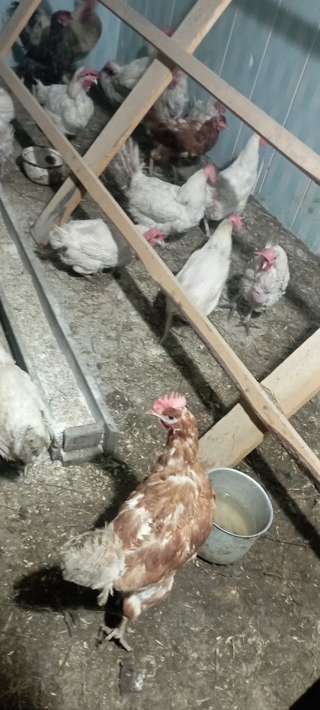 Продам домашние яйца