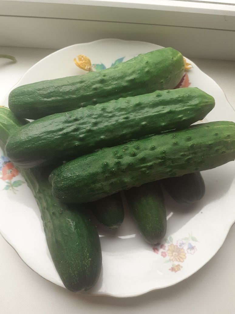 Свежие  огурчики дачные