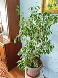 Фикус бенджамина