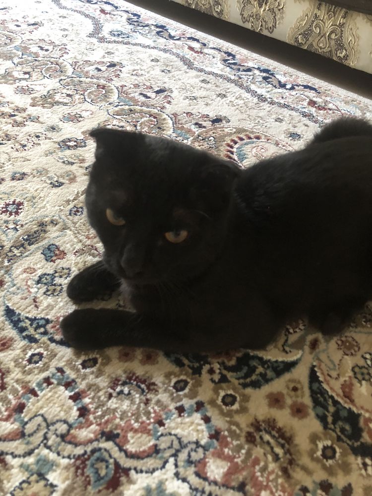Вислоухий черный котенок