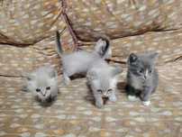 Отдам котят в добрые руки