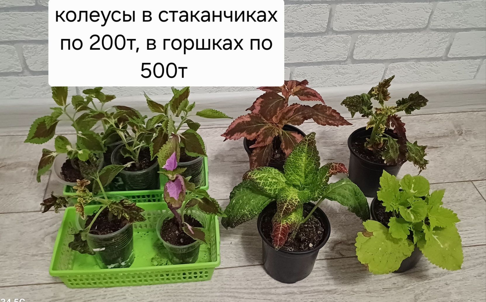 Продам аспарагус и другии цветы