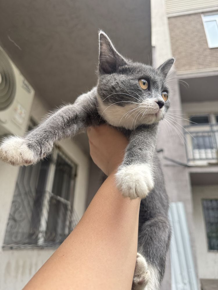 Отдам котенка бесплатно ласковый