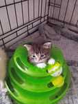 Котята 2.5 месяца дарю