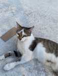 Кошка ищет домик