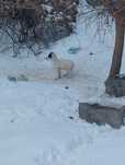 Срочно отдам, щенят. В хорошие руки. За шоколадку  пенсионерки .