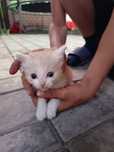 Котята скотиш породистые