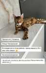 Красивый кот отдам