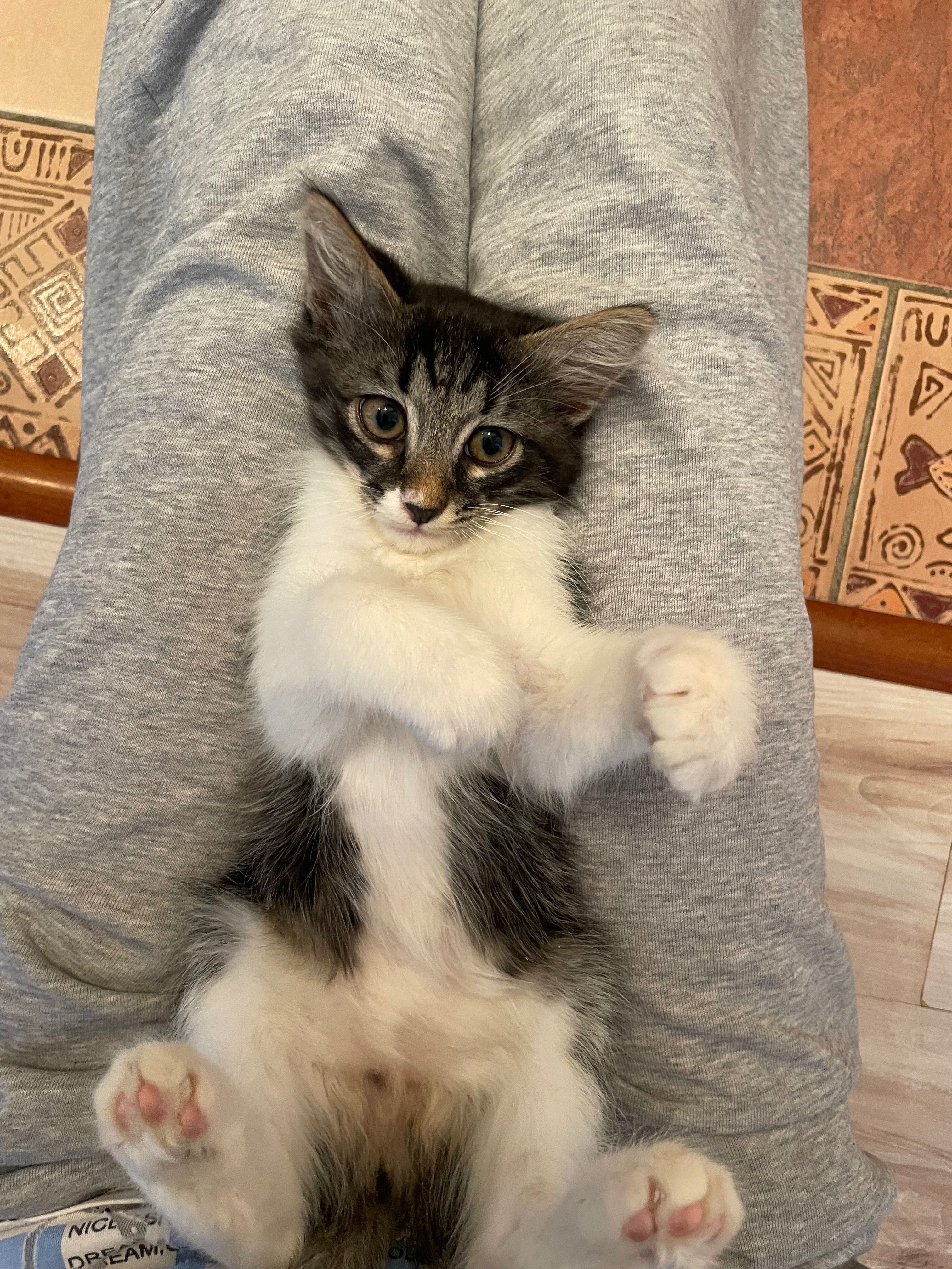Котята в самые добрые руки
