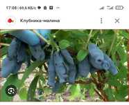 Продам жимолость 5000 тг бочарский великан.гордость .бочарова.дочь боч